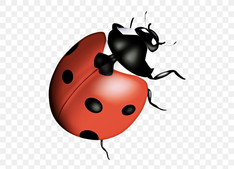 Bird Cartoon, PNG, 541x593px, Ladybird Beetle, Beetle, Cartoon, Darkling Beetles, Drawing Download Free