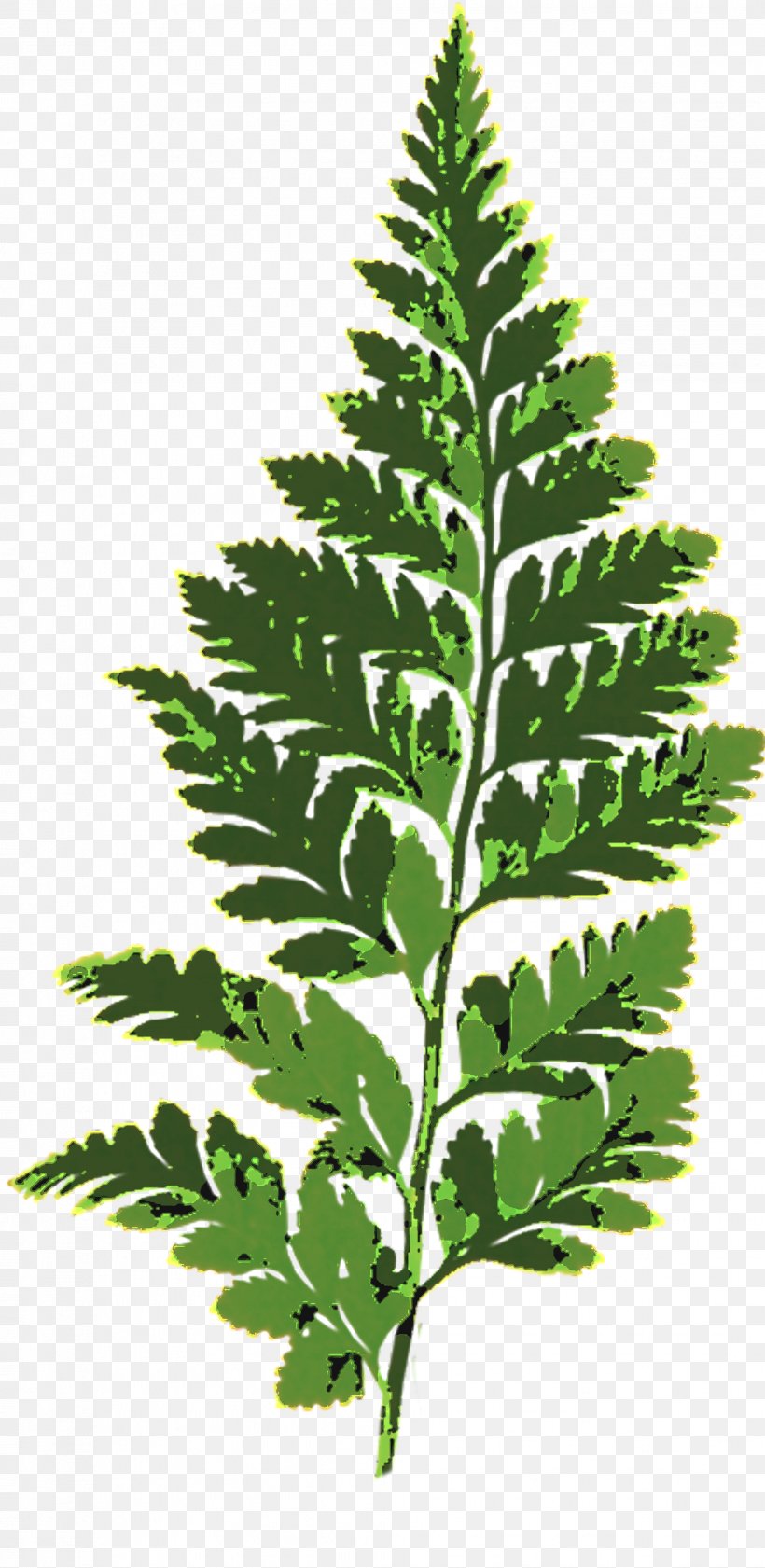 Fern Leaf Vascular Plant Plants Burknar, PNG, 2034x4172px, Fern, Burknar, Cactus, Evergreen, Ferns And Horsetails Download Free