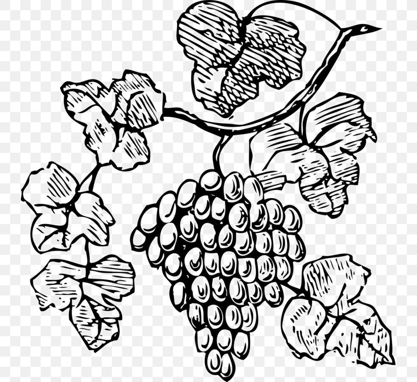 Grape Clip Art Wine Openclipart Free Content, PNG, 737x750px, Grape, Berries, Blackandwhite, Coloring Book, Drawing Download Free