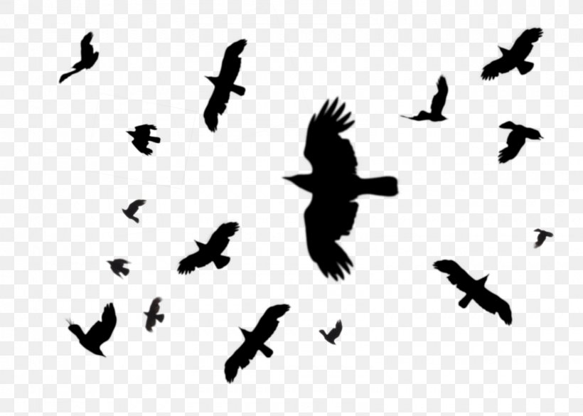 Hooded Crow Bird Flight Common Raven Columbidae, PNG, 1600x1143px, Hooded Crow, Animal Migration, Beak, Bird, Bird Flight Download Free