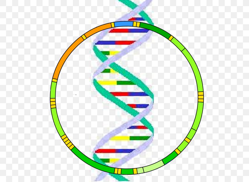 Mitochondrial DNA Mitochondrion Y Chromosome Genome, PNG, 600x600px, Mitochondrial Dna, Area, Cell, Cell Nucleus, Chromosome Download Free