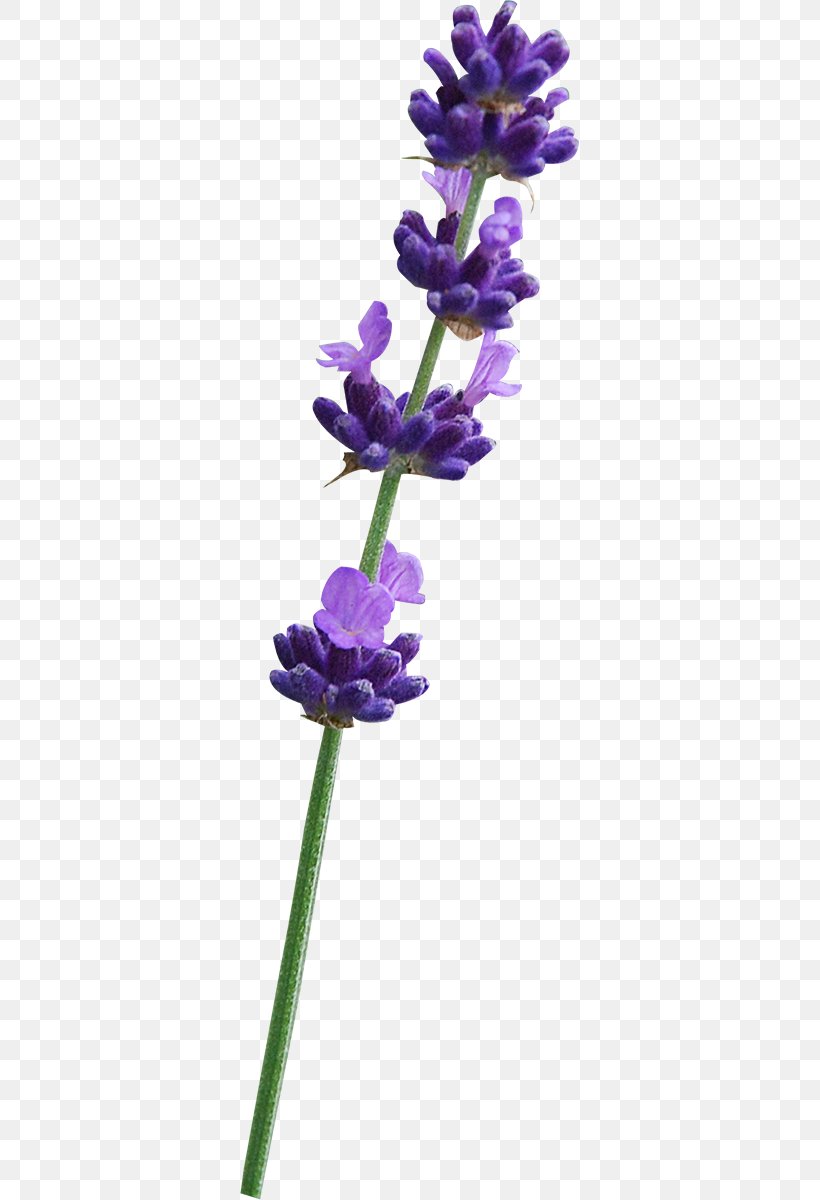 English Lavender Violet Common Sage Plant Stem, PNG, 339x1200px, English Lavender, Common Sage, Flora, Flower, Flowering Plant Download Free