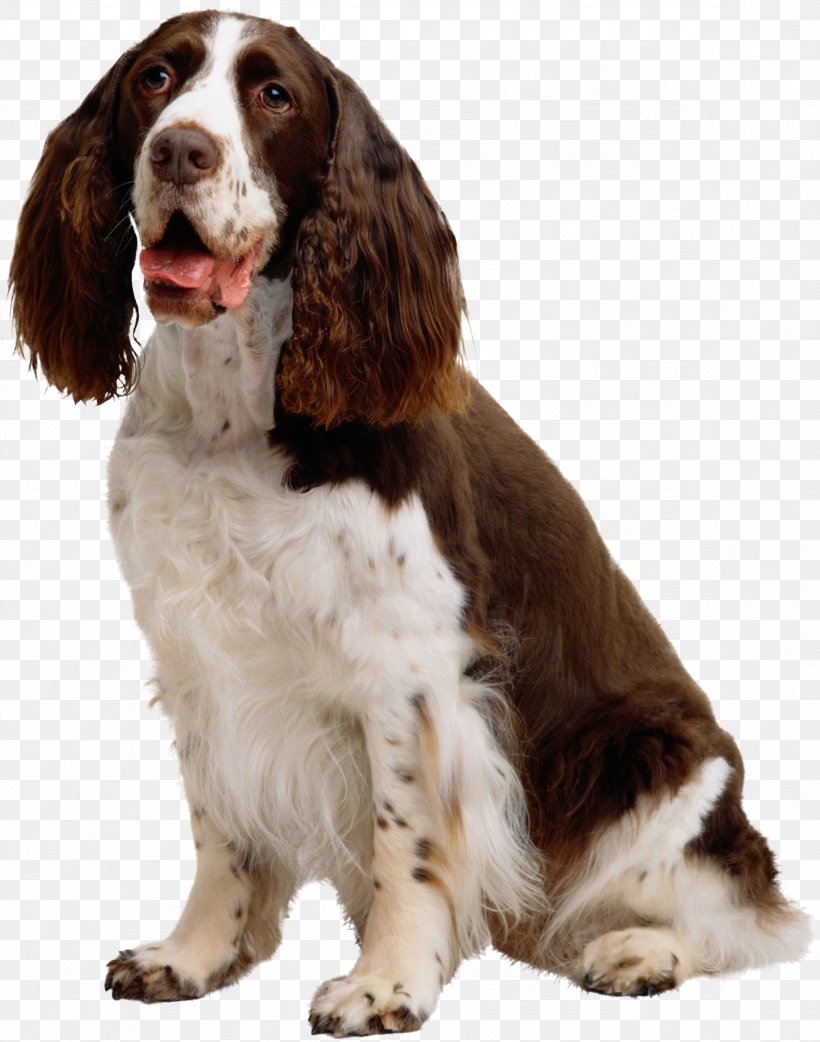 English Springer Spaniel Cat Puppy Pet Bark, PNG, 2357x2997px, English Springer Spaniel, Bark, Carnivoran, Cat, Collar Download Free