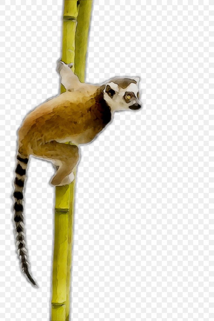 Monkey Product Tail, PNG, 1080x1622px, Monkey, Plant Stem, Primate, Sifaka, Tail Download Free