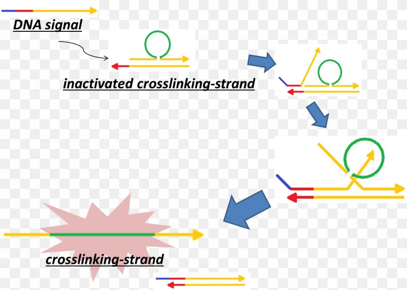 Crosslinking Of DNA Cross-link Cisplatin DNA-binding Protein, PNG, 1345x958px, Crosslink, Area, Brand, Cisplatin, Collagen Download Free