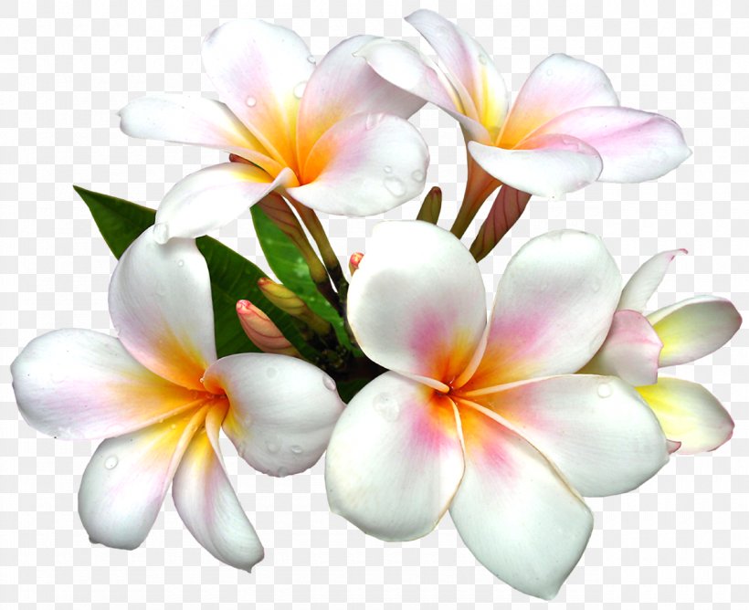 Flower White Clip Art, PNG, 1280x1044px, Flower, Color, Cut Flowers, Floral Design, Floristry Download Free