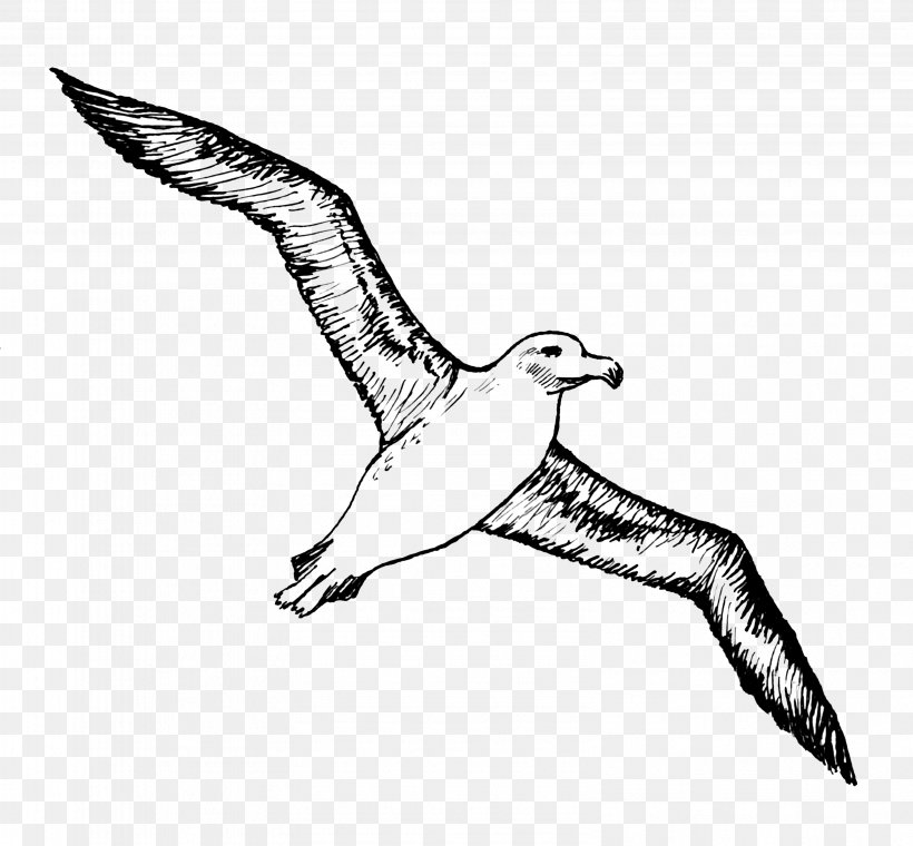 Bird Albatross Tattoo Gulls, PNG, 3163x2932px, Bird, Albatross, Art, Beak, Bird Flight Download Free