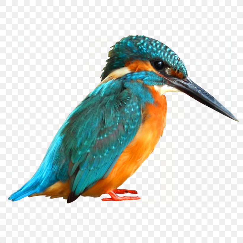 Bird Paper Common Kingfisher Painting, PNG, 1000x1000px, Bird, Beak, Color, Common Kingfisher, Coraciiformes Download Free