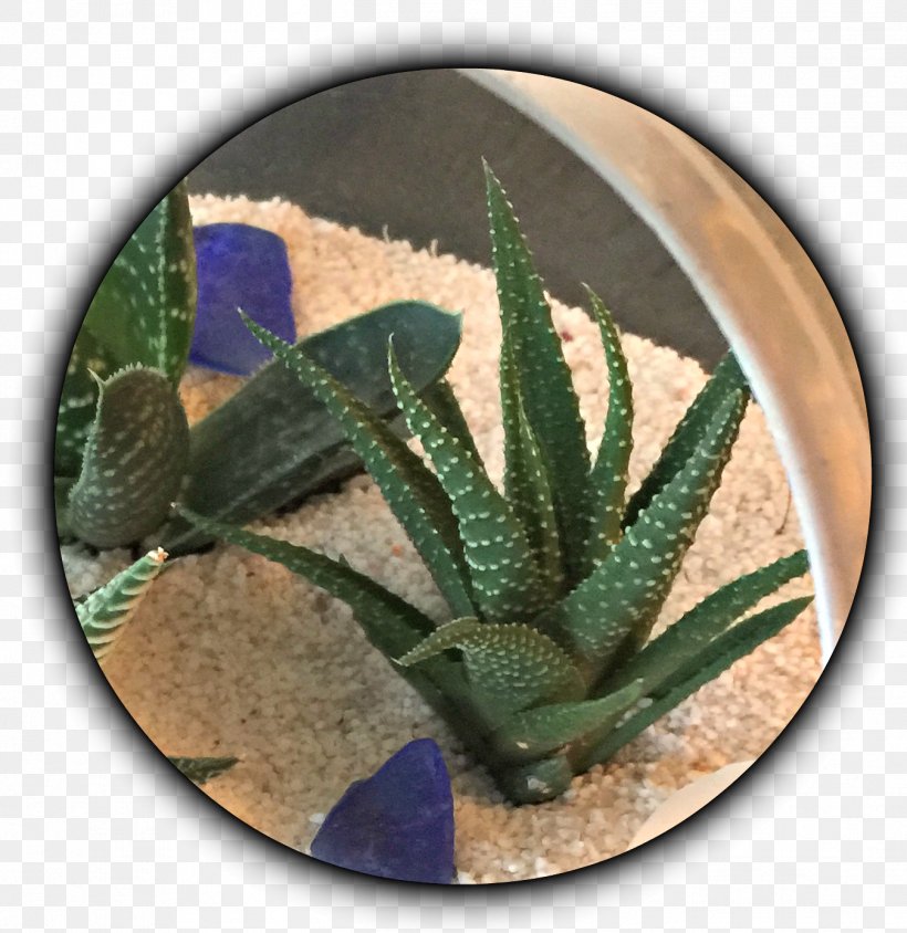 Cactaceae Making More Plants: The Science, Art, And Joy Of Propagation Succulent Plant Offset, PNG, 1348x1389px, Cactaceae, Aloe, Aloe Vera, Cactus, Callus Download Free