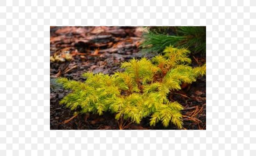 Larch Juniperus Conferta Juniperus Horizontalis Common Juniper Fir, PNG, 500x500px, Larch, Biome, Branch, Common Juniper, Conifer Download Free