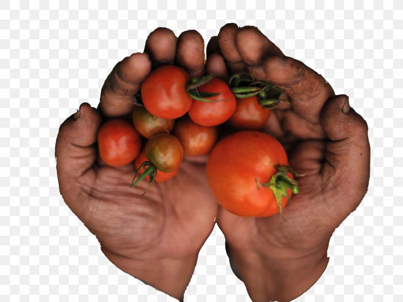 Plum Tomato Food Visual Software Systems Ltd. Bush Tomato, PNG, 2048x1536px, Plum Tomato, Apple, Bush Tomato, Concept, Diet Download Free