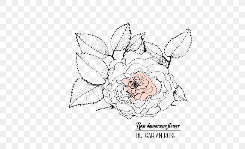 Rose Valley, Bulgaria Cosmetics Skin Damask Rose Wrinkle, PNG, 500x500px, Watercolor, Cartoon, Flower, Frame, Heart Download Free