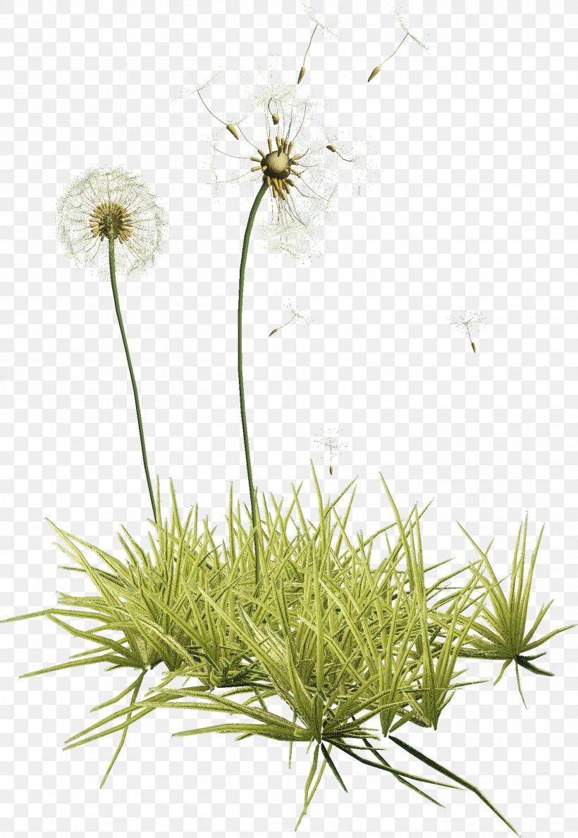 Common Dandelion Herbaceous Plant Clip Art, PNG, 1411x2047px, Common Dandelion, Dandelion, Flora, Flower, Flowering Plant Download Free