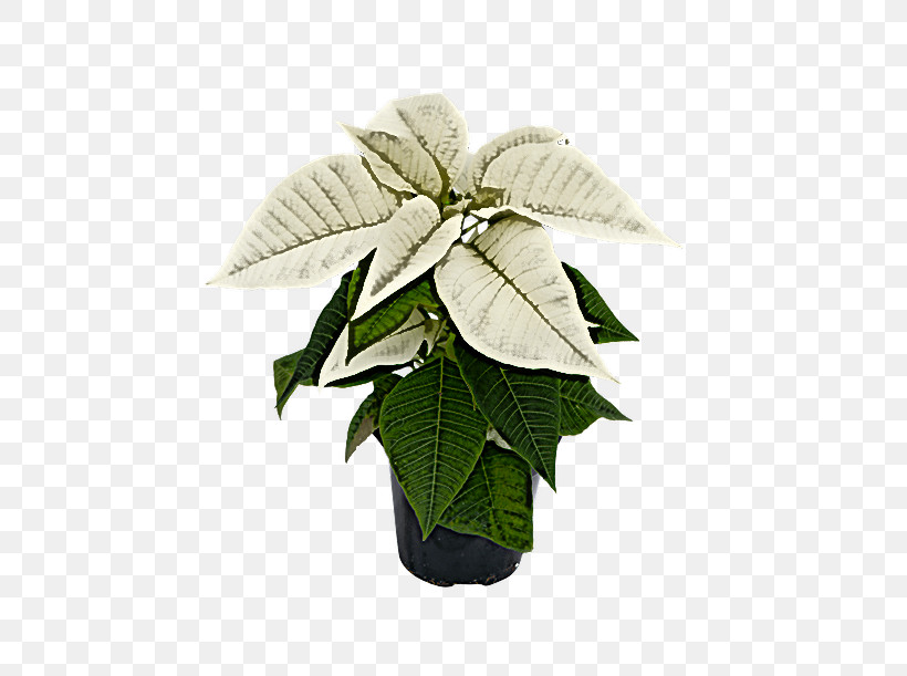 Leaf Flowerpot Houseplant Plant Structure Plant, PNG, 500x611px,  Download Free