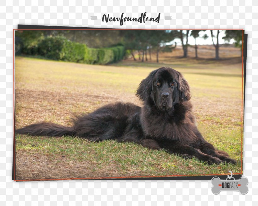 Newfoundland Dog Giant Dog Breed Leonberger Cão Da Serra De Aires, PNG, 1000x800px, Newfoundland Dog, Black Dog, Breed, Breed Group Dog, Dog Download Free