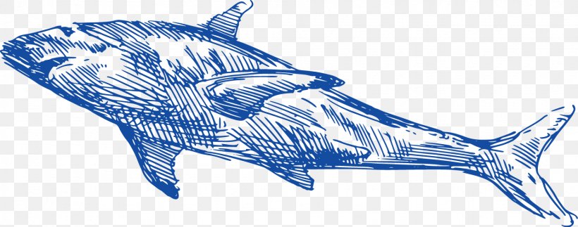 Requiem Shark Dolphin Whale, PNG, 1539x608px, Shark, Cartilaginous Fish, Dolphin, Drawing, Electric Blue Download Free