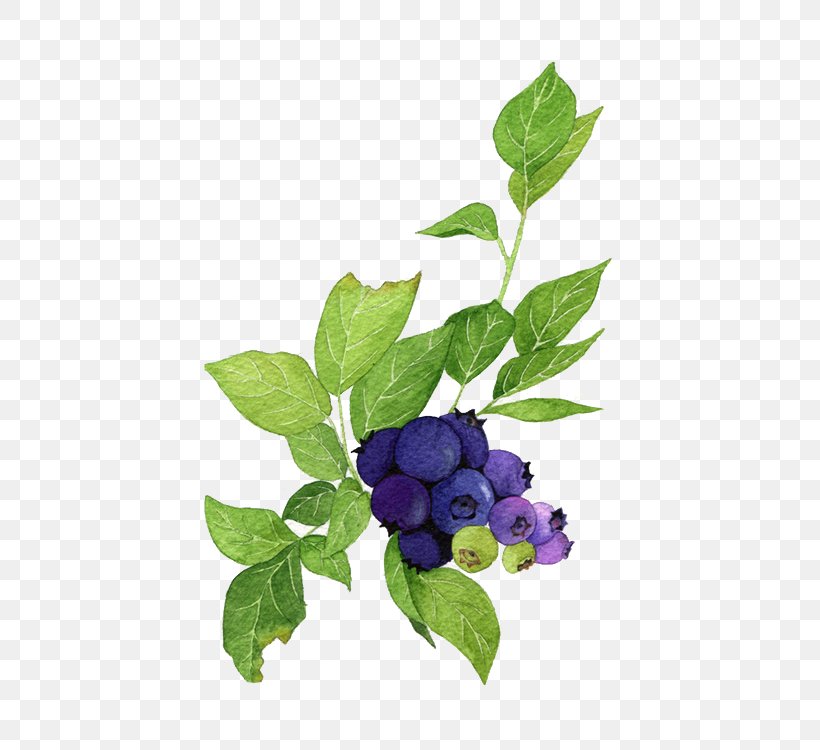 Blueberry Poster Watercolor Painting Illustration, PNG, 500x750px, Blueberry, Bilberry, Branch, Floral Design, Flower Download Free