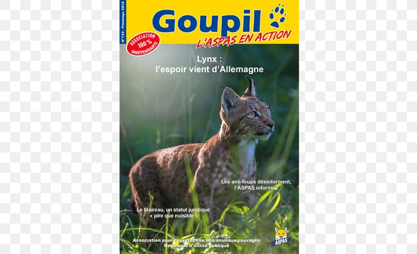 Bobcat Whiskers Ecosystem Fauna, PNG, 500x500px, Bobcat, Animal, Carnivoran, Cat, Cat Like Mammal Download Free