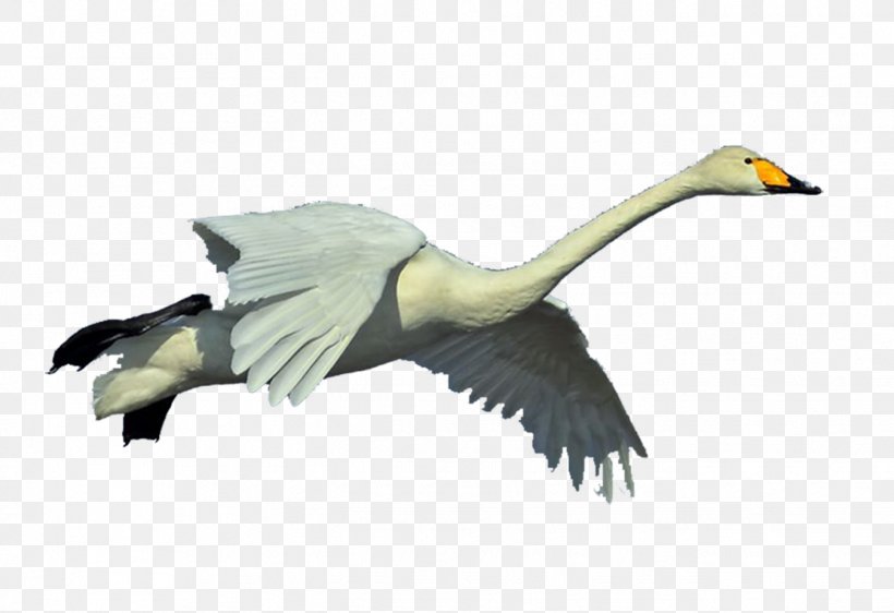 Duck Goose Whooper Swan Bird Pelican, PNG, 1348x924px, Duck, Beak, Bird, Black, Claw Download Free