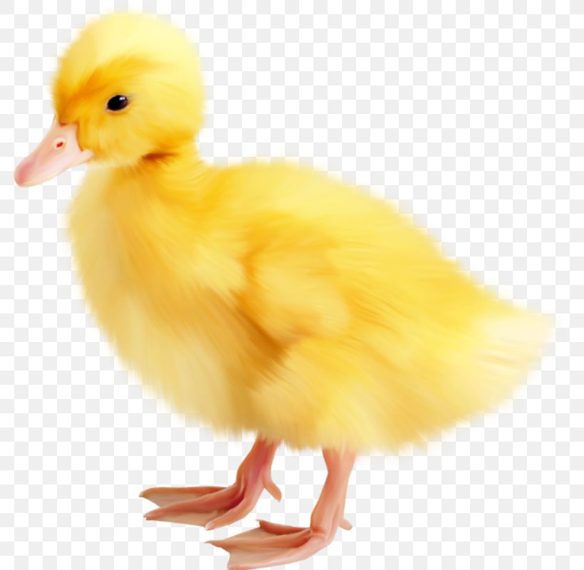 Easter Clip Art, PNG, 781x800px, Easter, Animation, Beak, Bird, Chicken Download Free