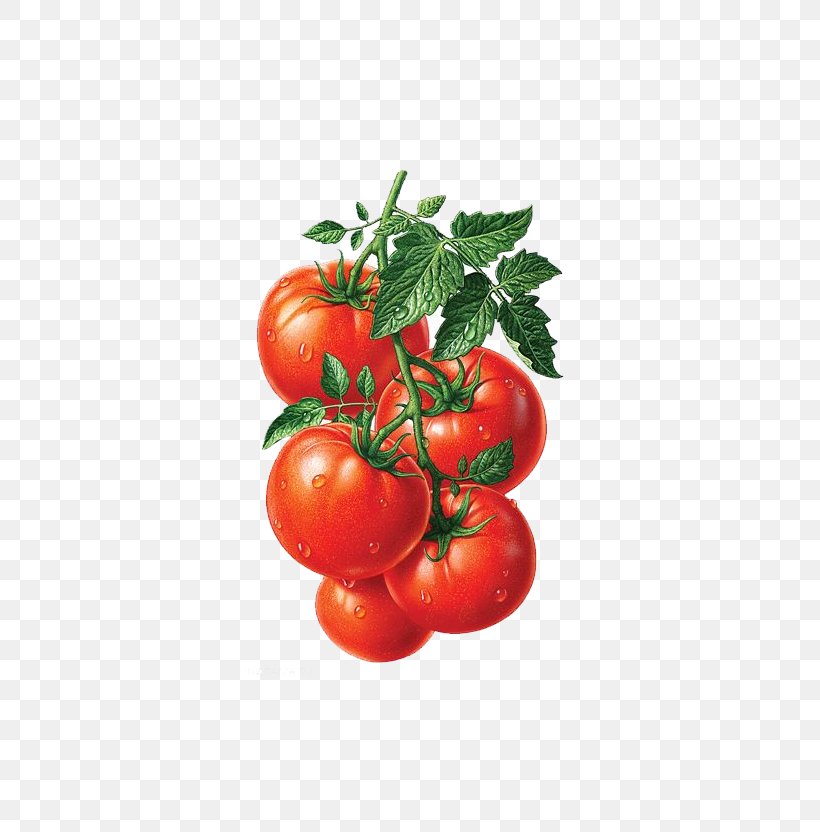 Juice Roma Tomato Heirloom Tomato Fruit Illustration, PNG, 806x832px, Juice, Apple, Bush Tomato, Cherry, Diet Food Download Free