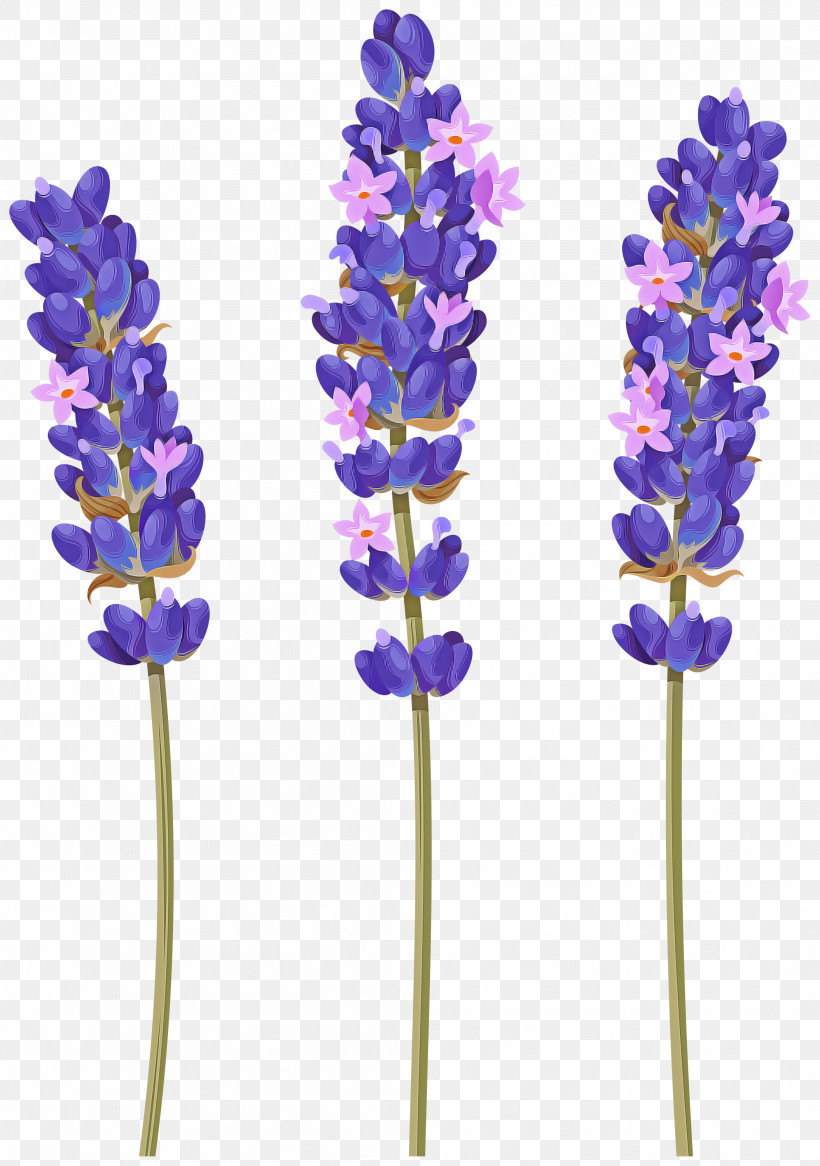 Lavender, PNG, 2109x2999px, Flower, Cut Flowers, English Lavender, French Lavender, Lavandula Dentata Download Free