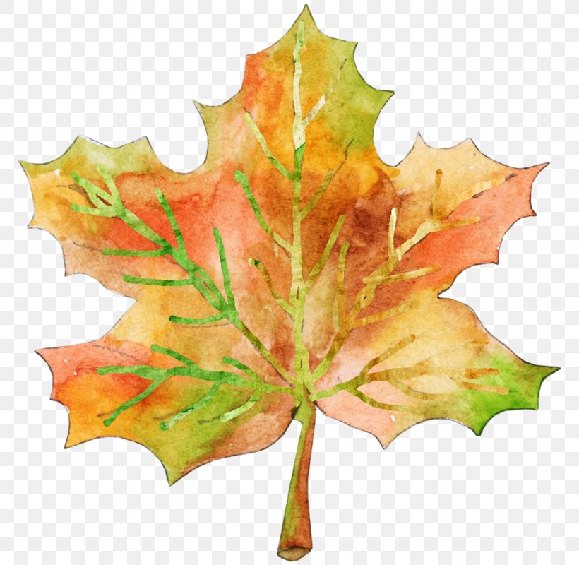 Maple Leaf Plane Trees Plane Tree Family, PNG, 779x800px, Maple Leaf, Leaf, Maple, Plane Tree Family, Plane Trees Download Free
