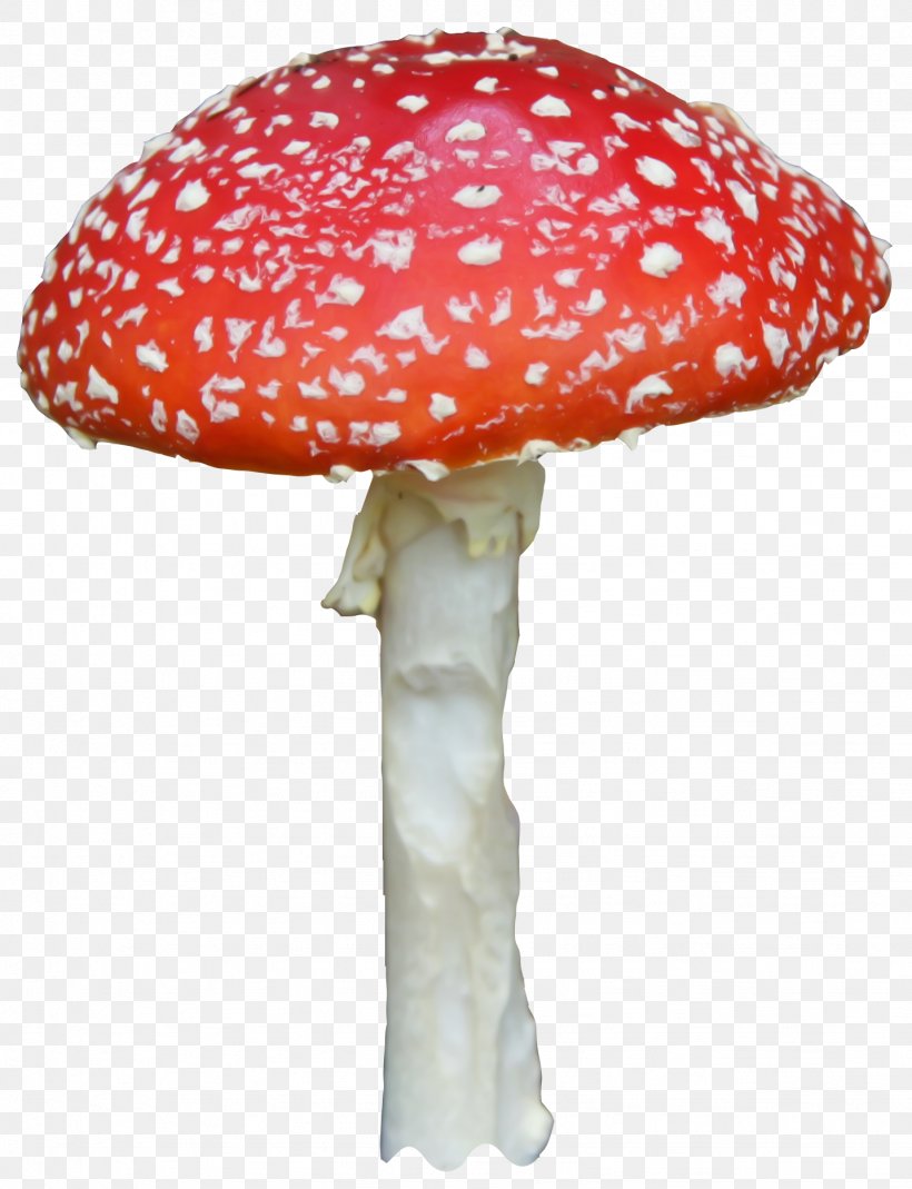 Mushroom Google Images Fairy Tale, PNG, 1433x1869px, Mushroom, Art, Fairy Tale, Fungus, Google Images Download Free
