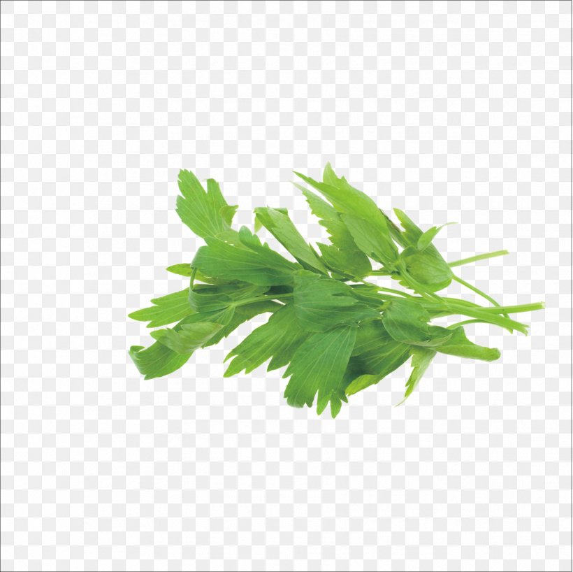 Herb Medicinal Plants Rosemary Marjoram Thyme, PNG, 1777x1773px, Herb, Coriander, Food, Grass, Green Download Free