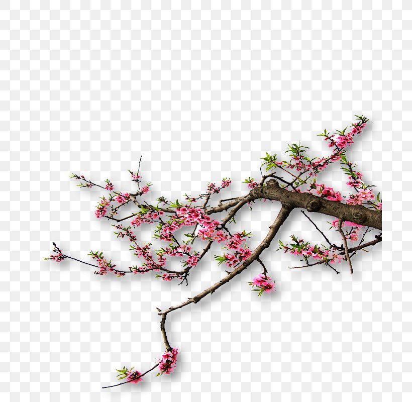Cherry Blossom, PNG, 700x800px, Cherry Blossom, Blossom, Branch, Designer, Floral Design Download Free