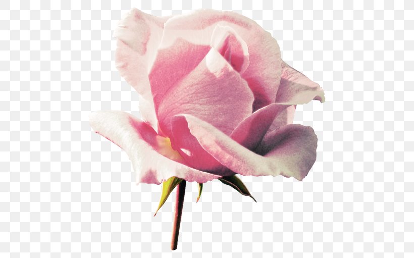 Garden Roses Flower Image Pink Cabbage Rose, PNG, 500x511px, Garden Roses, Botany, Bud, Cabbage Rose, Closeup Download Free