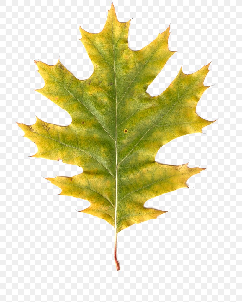 Maple Leaf Autumn Leaves Autumn Leaf Color, PNG, 727x1024px, Maple Leaf, Autumn, Autumn Leaf Color, Autumn Leaves, Branch Download Free