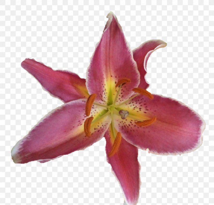 Pink M Amaryllis Daylily Petal RTV Pink, PNG, 1172x1125px, Pink M, Amaryllis, Daylily, Flower, Flowering Plant Download Free