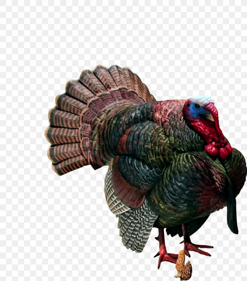 Turkey Meat Clip Art, PNG, 900x1027px, Turkey, Beak, Domesticated Turkey, Galliformes, Information Download Free