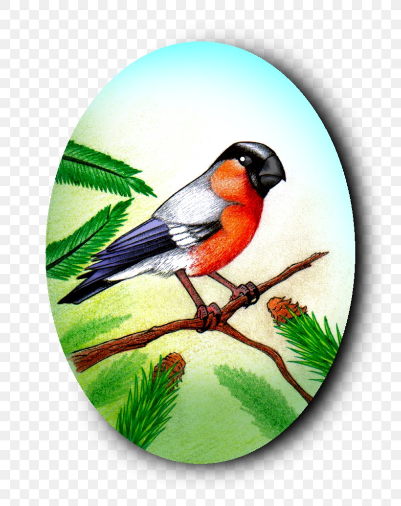 Eurasian Bullfinch Bird Drawing Beak, PNG, 773x1034px, Finch, Animal, Beak, Bird, Bullfinch Download Free