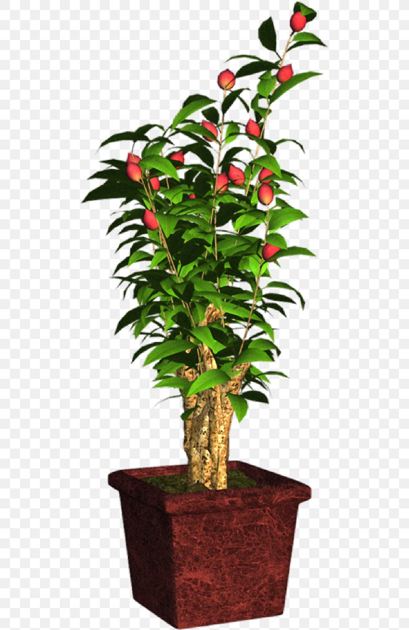 Tree Flowerpot Houseplant Shrub Plant Stem, PNG, 500x1264px, Tree, Evergreen, Flowerpot, Houseplant, Plant Download Free