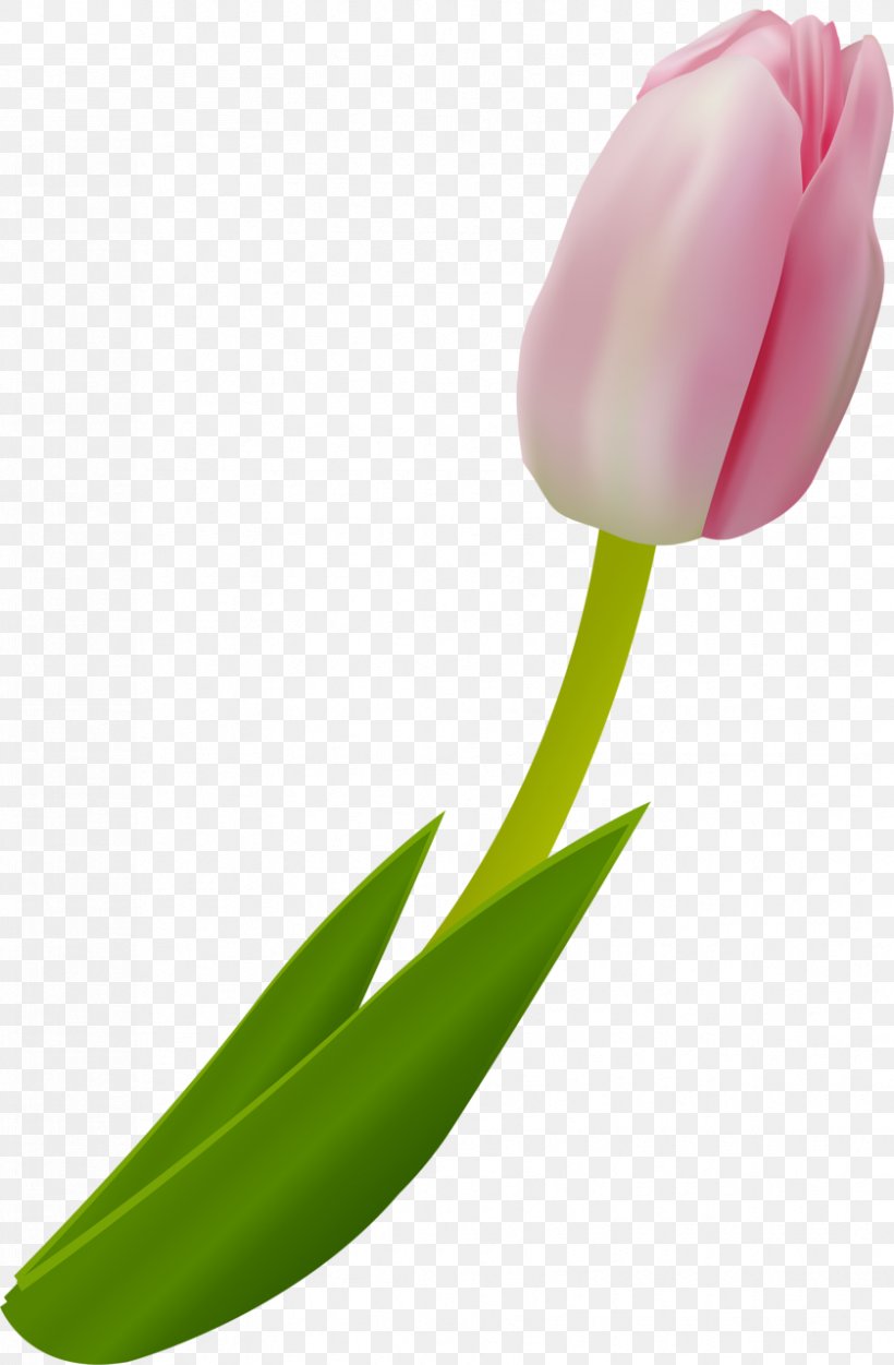 Tulip Cut Flowers Plant Clip Art, PNG, 839x1280px, Tulip, Bud, Cut Flowers, Flower, Flowering Plant Download Free