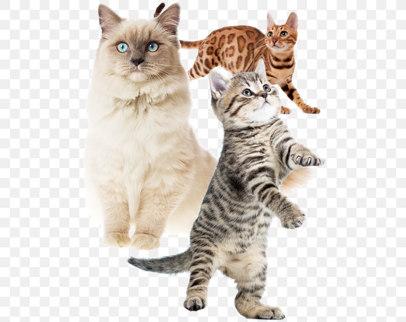 American Shorthair American Bobtail American Wirehair Kurilian Bobtail California Spangled, PNG, 500x651px, American Shorthair, American Bobtail, American Wirehair, Asian, Australian Mist Download Free