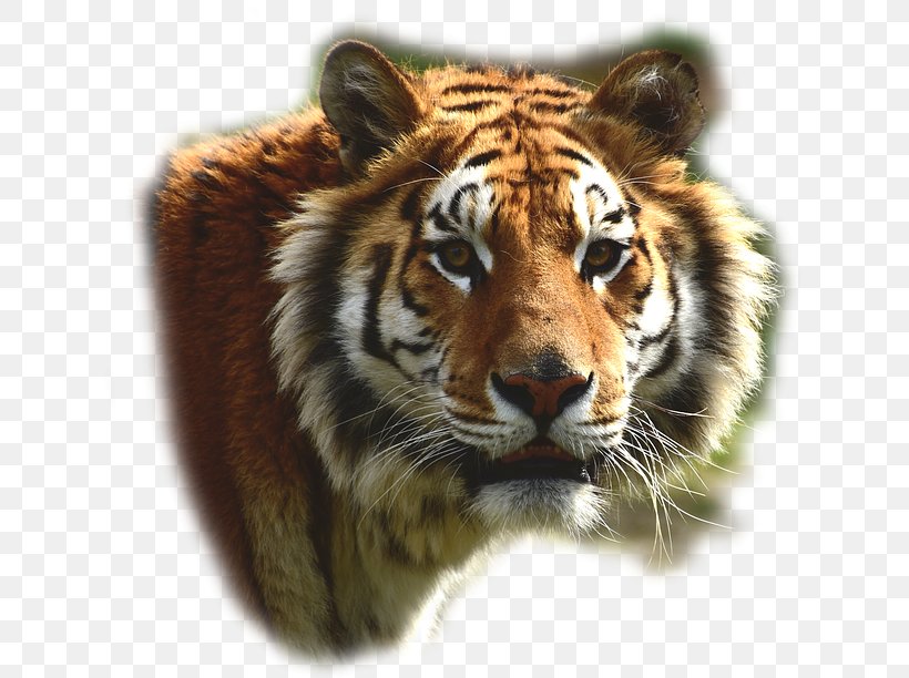 Felidae Bengal Tiger Lion Big Cat Leopard, PNG, 640x612px, Felidae, Animal, Bengal Tiger, Big Cat, Big Cats Download Free