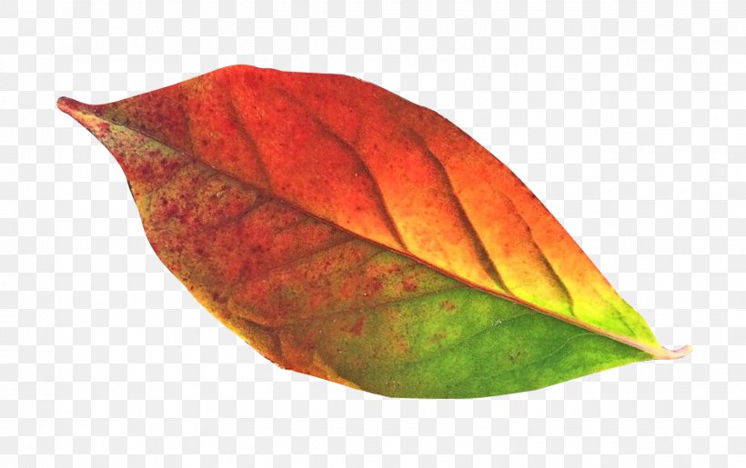 Leaf Clip Art, PNG, 1530x961px, Leaf, Autumn, Autumn Leaf Color, Autumn Leaves, Green Download Free