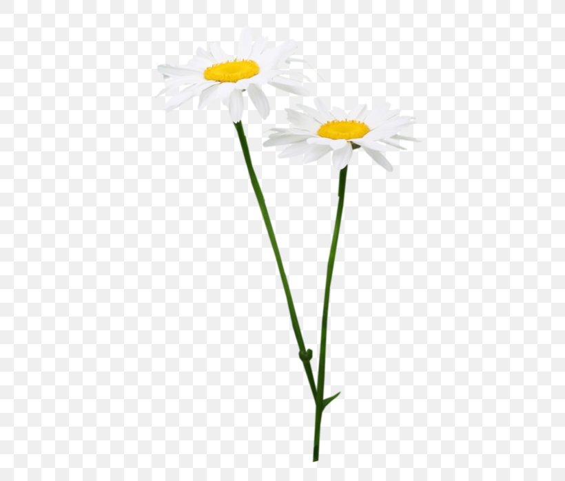 Oxeye Daisy Chrysanthemum Roman Chamomile Russia Petal, PNG, 428x699px, Oxeye Daisy, Chamaemelum Nobile, Chamomiles, Chrysanthemum, Chrysanths Download Free