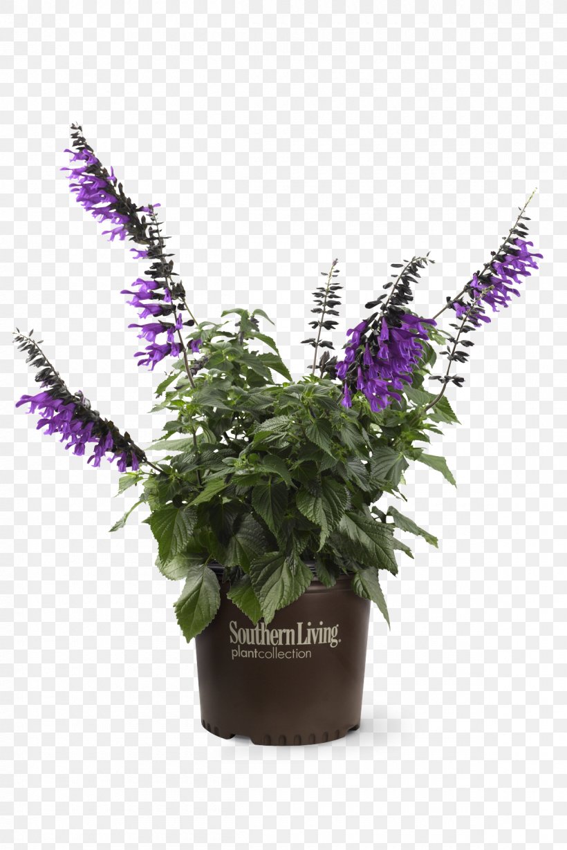 Flowerpot Flowering Plant Herb, PNG, 1200x1800px, Flower, Flowering Plant, Flowerpot, Herb, Plant Download Free