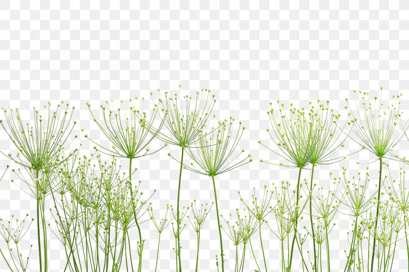Pixabay Nature Plant Photography, PNG, 1200x798px, Pixabay, Botany, Computer, Dandelion, Data Download Free