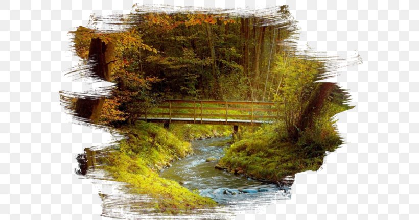 Streaming Media Forest Wallpaper, PNG, 600x431px, Stream, Autumn, Forest, Grass, Jungle Download Free