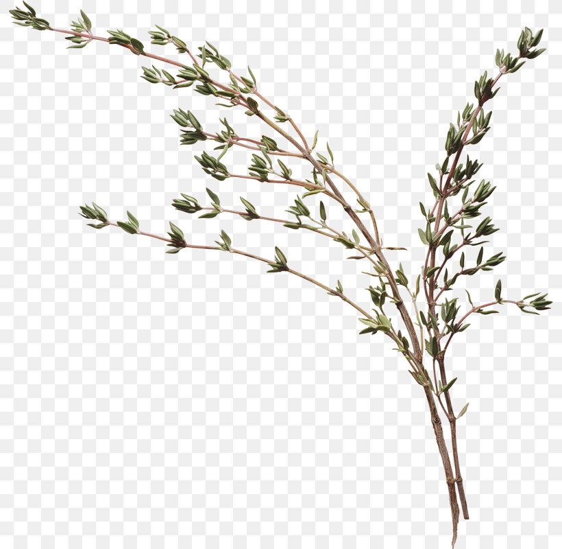 Thyme Organic Food Wat Herb Vegetable, PNG, 794x800px, Thyme, Branch, Chives, Condiment, Flowering Plant Download Free