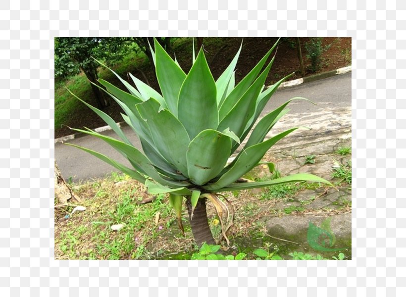 Agave Azul Foxtail Agave Century Plant Tequila, PNG, 600x600px, Agave Azul, Agave, Aloe, Aloe Vera, Aquatic Plants Download Free