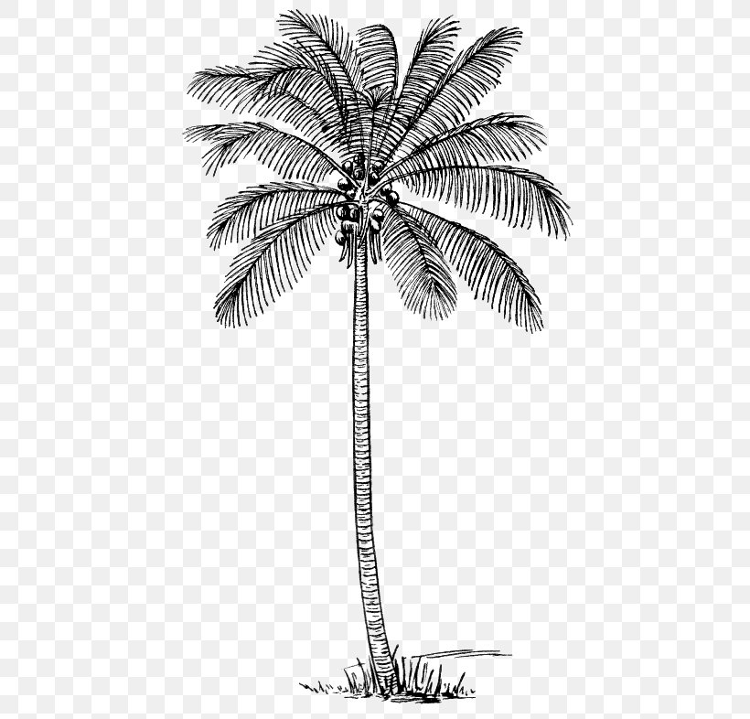 Drawing Arecaceae Coconut Clip Art, PNG, 457x786px, Drawing, Arecaceae, Arecales, Art, Black And White Download Free