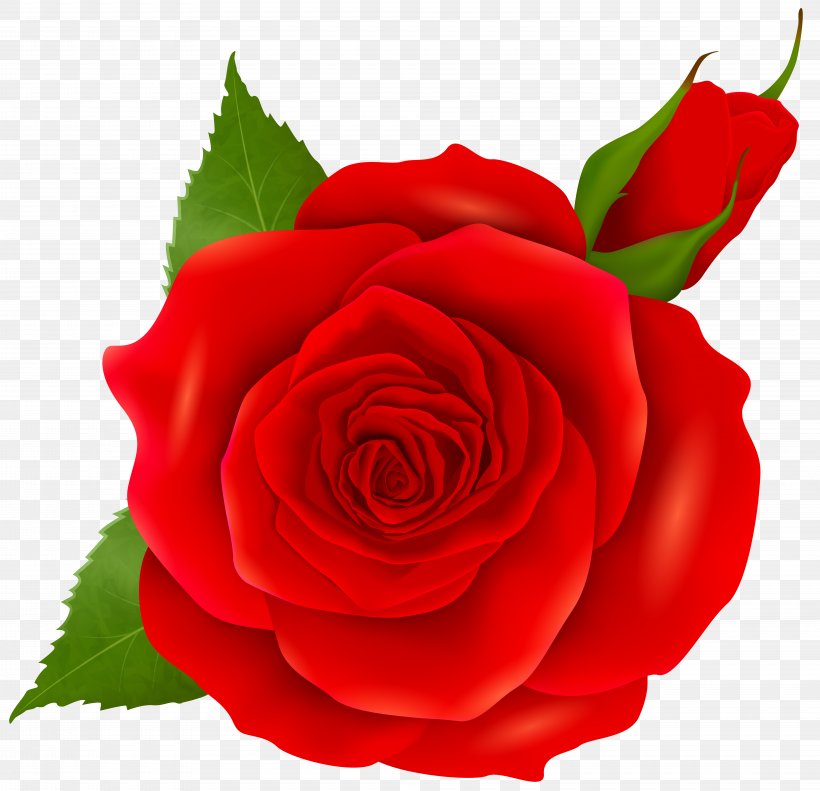 Rose Pink Clip Art, PNG, 8000x7724px, Centifolia Roses, Blue, Blue Rose, Bud, China Rose Download Free