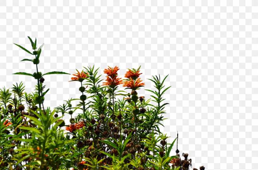 Wildflower, PNG, 1098x727px, Flower, Daegu Bank, Flora, Flower Garden, Flowering Plant Download Free