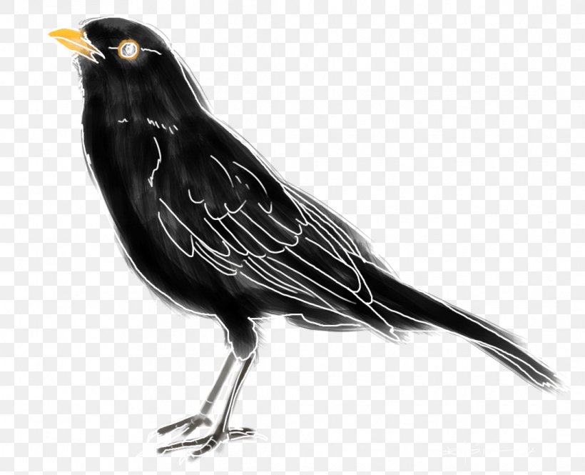 American Crow Common Blackbird Ring Ouzel Black Thrush, PNG, 1088x883px, American Crow, Beak, Bird, Bird Migration, Black And White Download Free